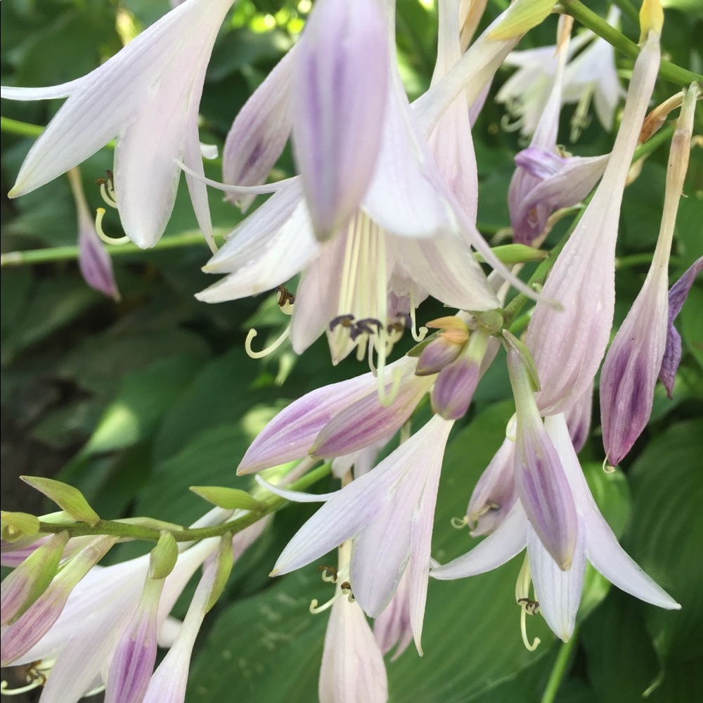 Meet your Posher, Massiel